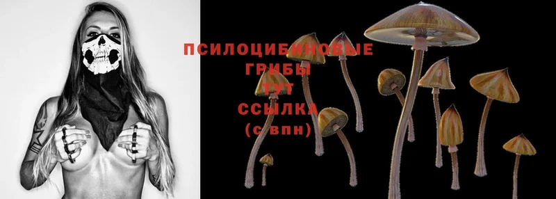 Галлюциногенные грибы Psilocybe  продажа наркотиков  Батайск 